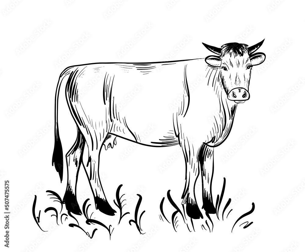 Fototapeta premium Cow grazing in the meadow. Farming. Hand drawn in doodle style.Vector illustration.