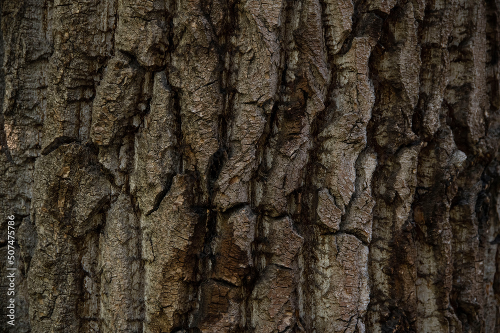 Macro bark tree texture, natural wooden background. Macro bark tree texture, natural wooden background.