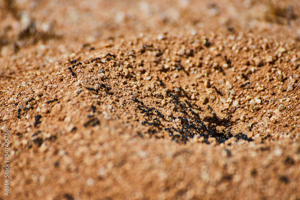 Ant nest macro with ants crawling out of opening Ant nest macro with ants crawling out of opening