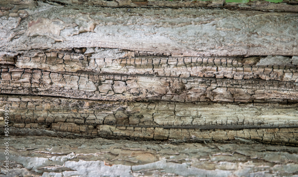 Macro bark tree texture, natural wooden background. Macro bark tree texture, natural wooden background.