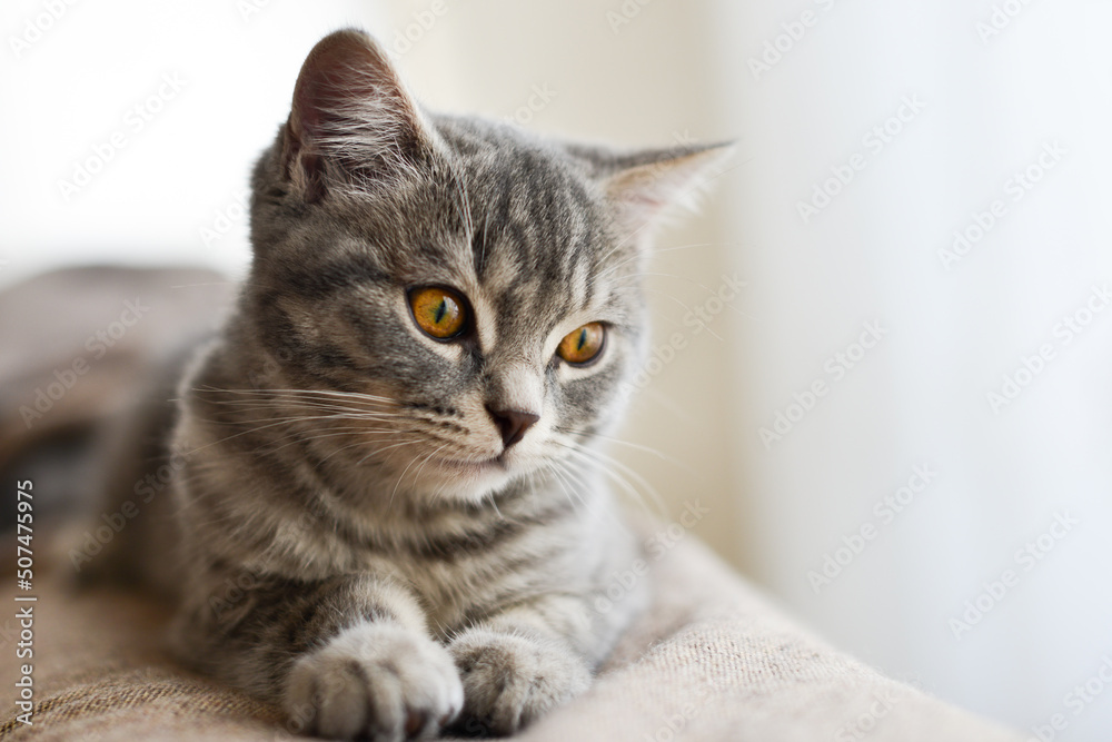 playful European short hair kitten playful European short hair kitten