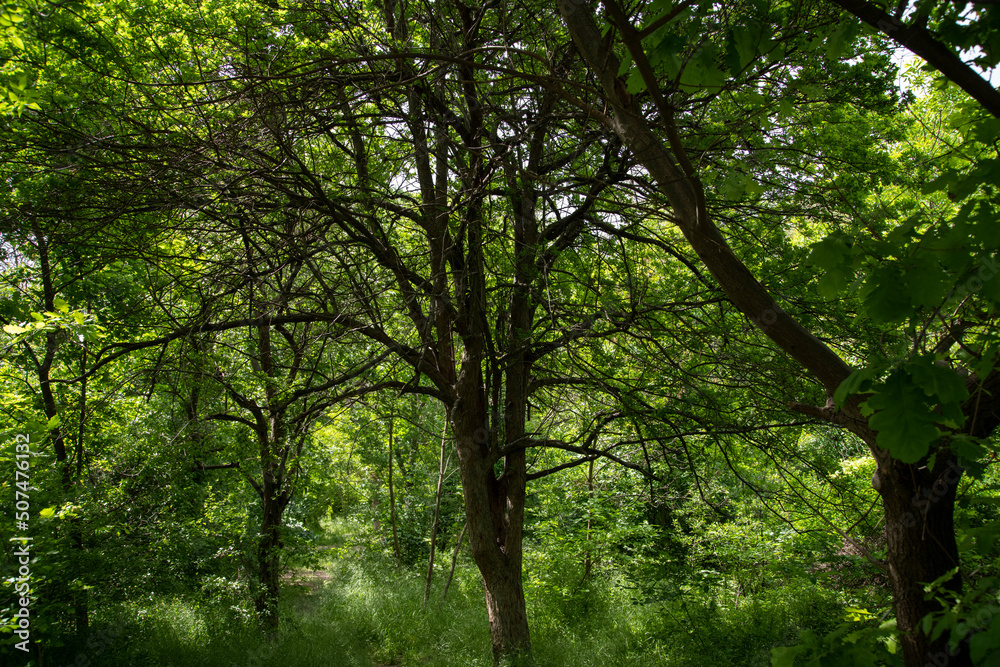 Beautiful trees in the forest. Summer forest . Beautiful trees in the forest. Summer forest .