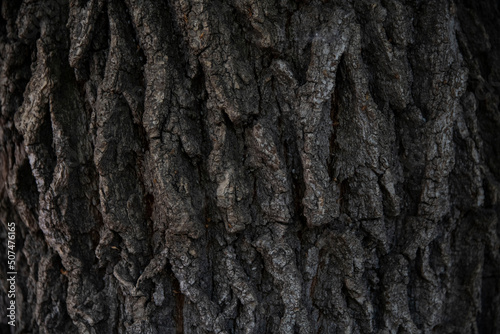 Macro bark tree texture, natural wooden background.