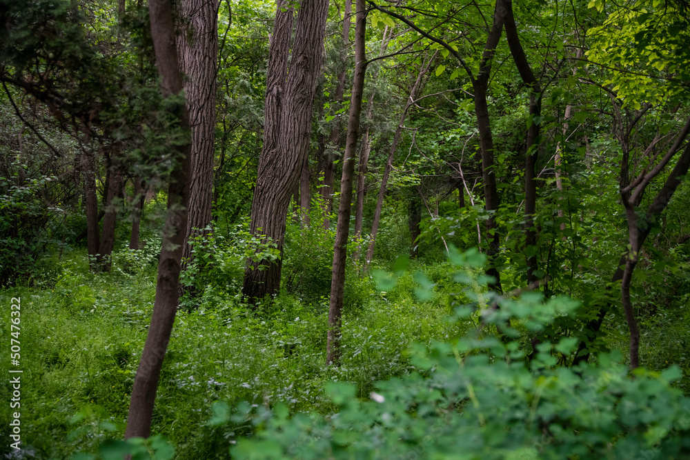 Beautiful trees in the forest. Summer forest . Beautiful trees in the forest. Summer forest .