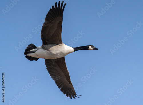 Kanadagås, Canada goose (Branta canadensis)