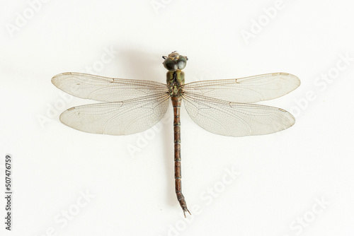 Dragonfly isolated on white background. Beneficial insect with a pair of large, multifaceted compound eyes, two pairs of strong, transparent wings and an elongated body.