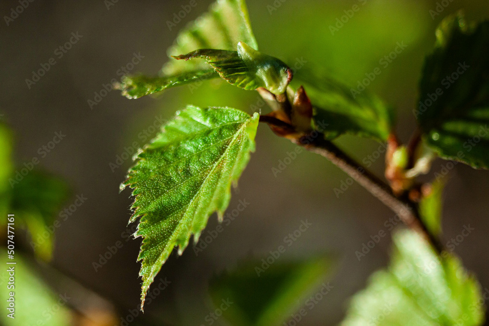 May in the Ural forest, 2022.
Май в Уральском лесу, 2022 год. May in the Ural forest, 2022.
Май в Уральском лесу, 2022 год.