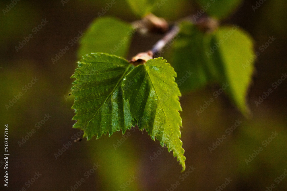 May in the Ural forest, 2022.
Май в Уральском лесу, 2022 год. May in the Ural forest, 2022.
Май в Уральском лесу, 2022 год.