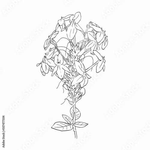 isolated black sketch of Blue sage or flower spike on white background, vector nature illustration