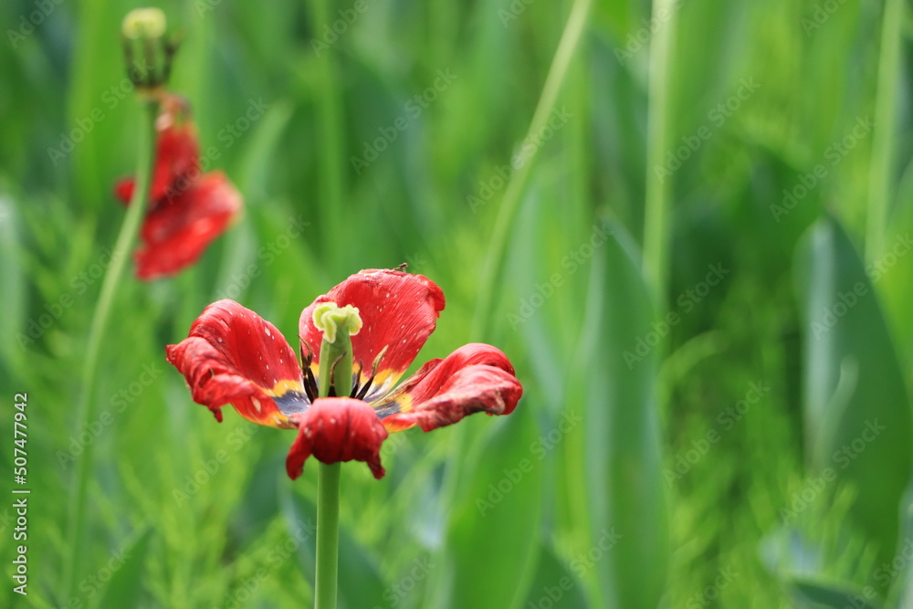 枯れかけた赤いチューリップの花