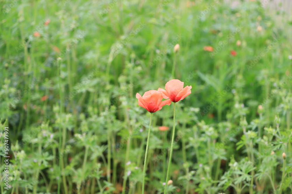 ナガミヒナゲシの花の群生、