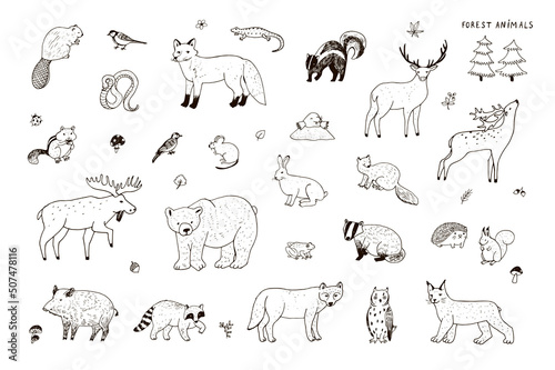 Forest animals vector line illustrations set