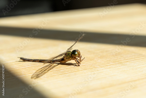 Dragonfly holds its gills on its legs on wooden table with sunshine. Beneficial insect with a pair of large, multifaceted compound eyes, two pairs of strong, transparent wings and an elongated body.
