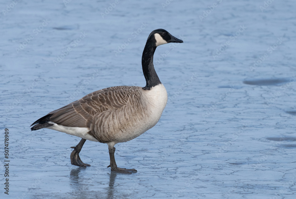 Canada goose (Branta canadensis) Canada goose (Branta canadensis)
