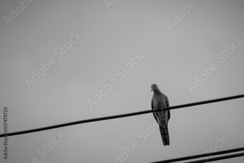 bird on a wire © Putt_1983