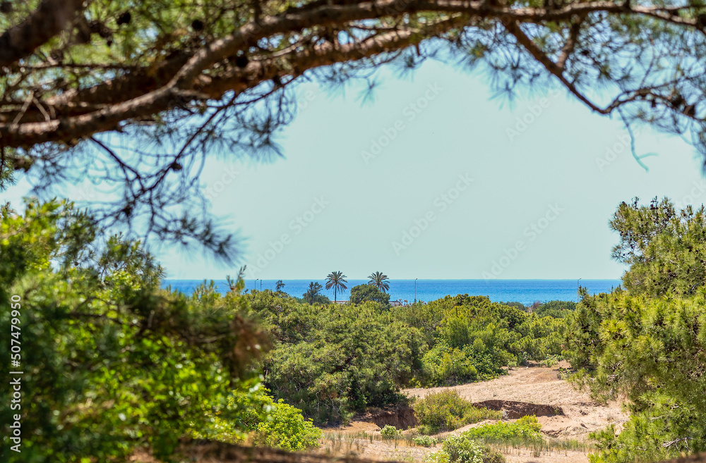 View through the trees to the sea. Sandy soil. View through the trees to the sea. Sandy soil.