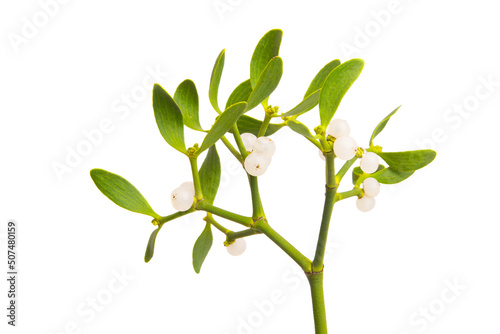 Canvastavla mistletoe branch isolated