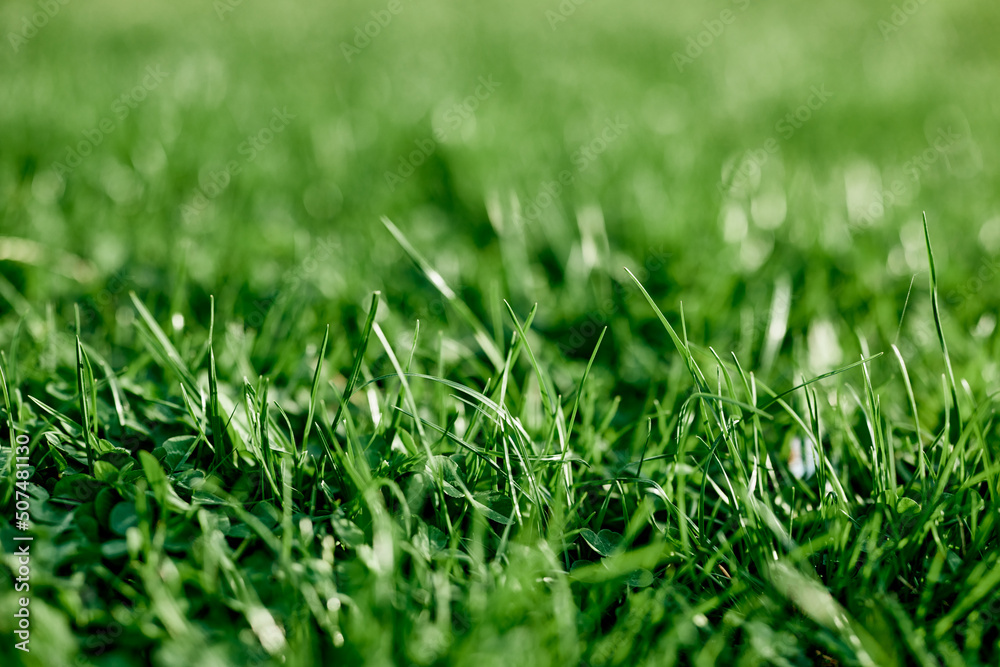 Fresh leaves of young green grass taken close-up on a summer sunny day in the light of a sunset sky, The concept of ecology and care for the environment and the planet Fresh leaves of young green grass taken close-up on a summer sunny day in the light of a sunset sky, The concept of ecology and care for the environment and the planet