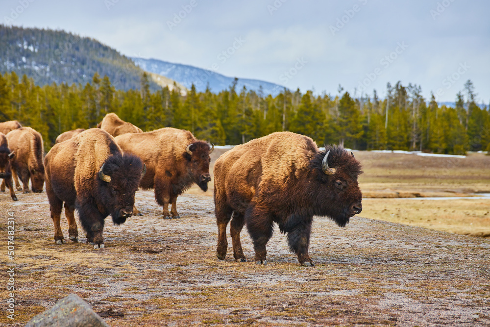Herd of bison taking break and grazing in fields of midwest by mountains