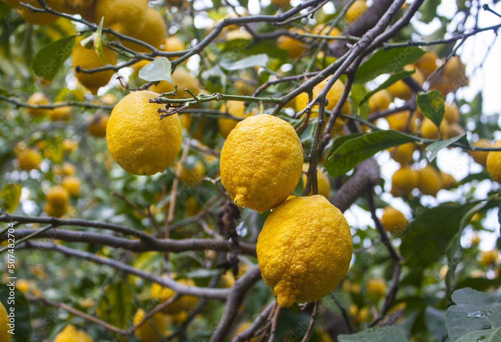Lemons on a tree in a garden in Sorrento, Italy Lemons on a tree in a garden in Sorrento, Italy