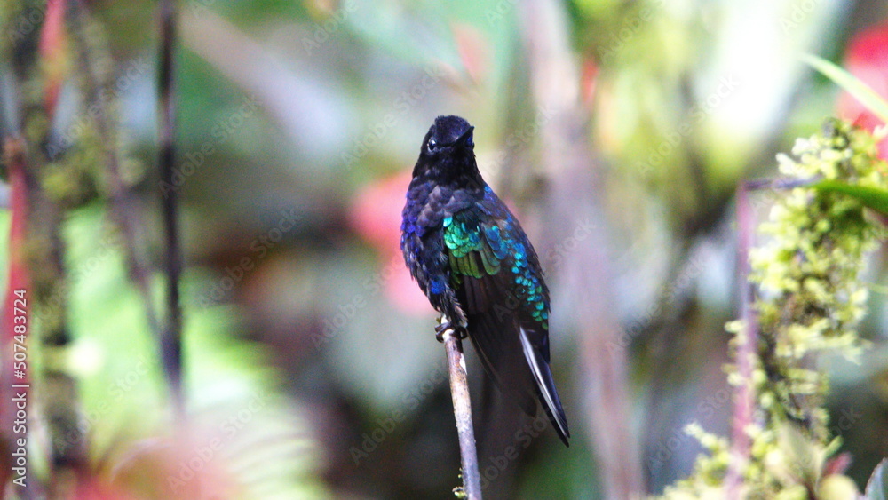 Velvet Purple Coronet (Boissonneaua jardini) hummingbird perched on a twig in Mindo, Ecuador Velvet Purple Coronet (Boissonneaua jardini) hummingbird perched on a twig in Mindo, Ecuador