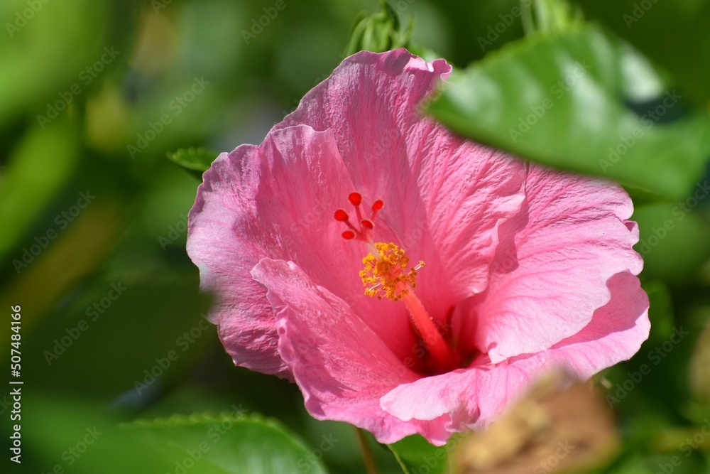 Fototapeta premium Pink Hawaiian Hibiscus Flower