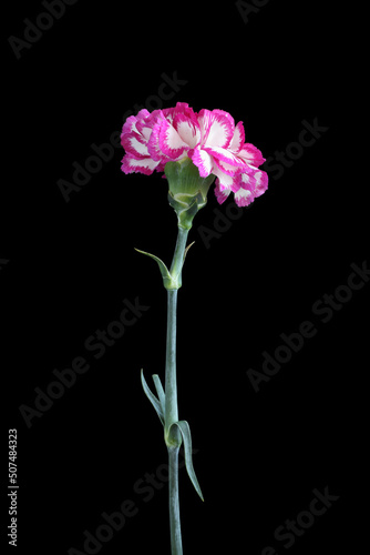 White carnation with magenta edges of petals isolated on black background