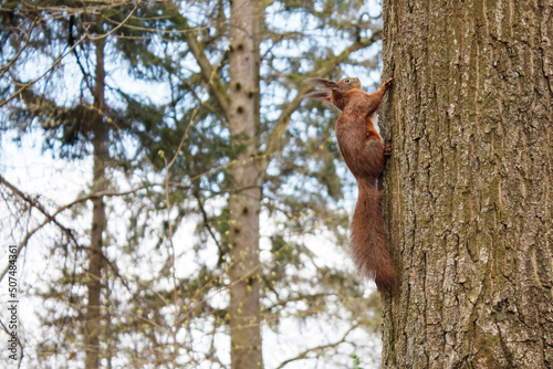 little squirrel on a tree © Radnatt