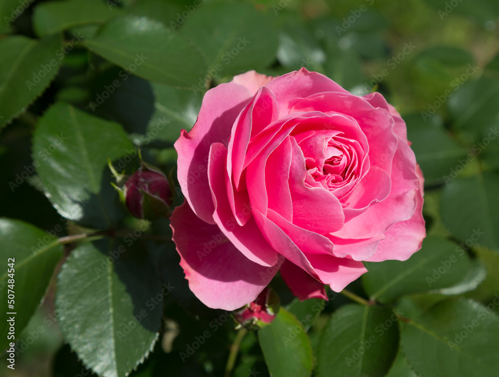 Beautiful pink rose in the park close up Beautiful pink rose in the park close up
