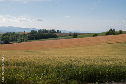 夏の三色の畑作地帯 