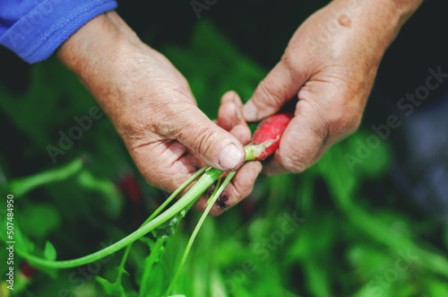 Middle age woman holding a radish in her hands
