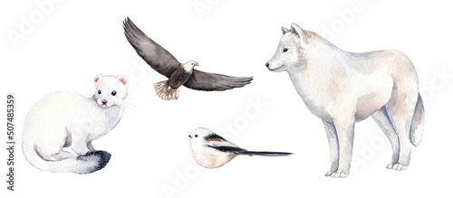 Watercolor woodland animal clipart set. White wolf, bird, ermine, eagle. Hand drawn illustration. Design for prints, postcards, greeting cards, invitations