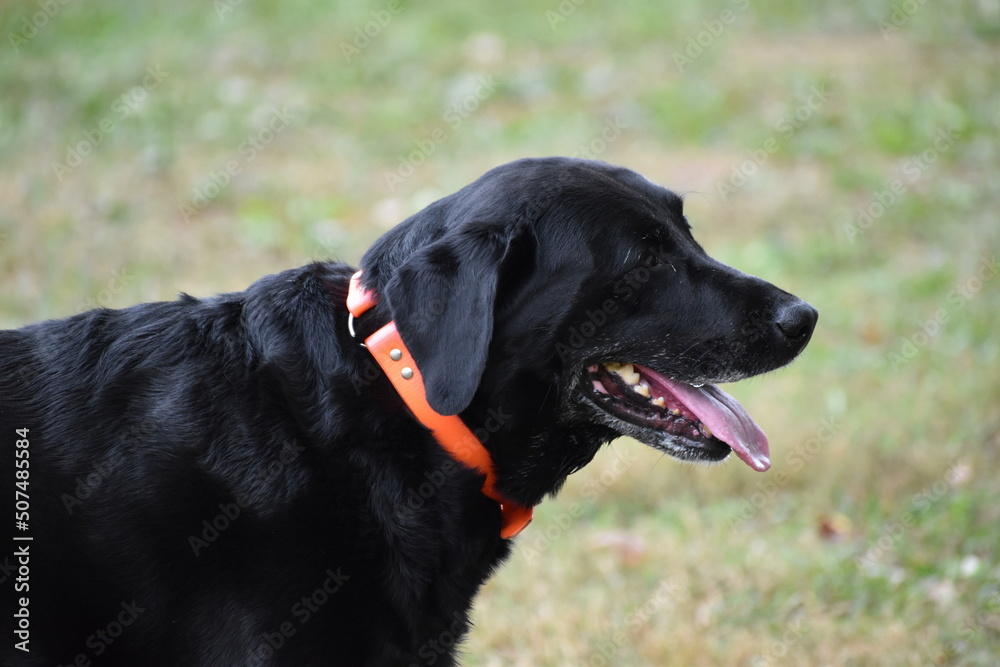 Black Lab