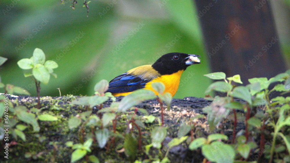Obraz premium Black-chinned mountain tanager (Anisognathus notabilis) perched on a branch in Mindo, Ecuador