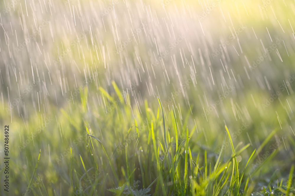 beautiful natural background. green grass with raindrops on a sunny day. water and care for the lawn in the garden. spray water with irrigation system on the grass. 