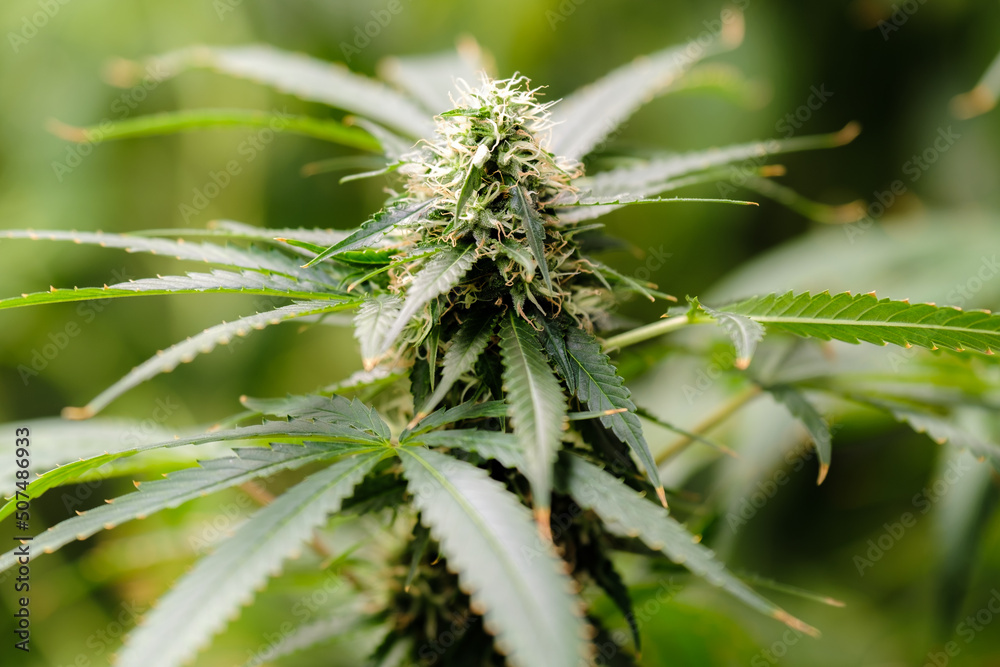 cannabis flower cannabis flower