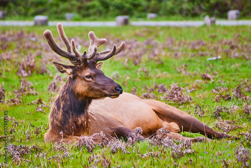 Close-up of large elk with furry antlers resting in a field photo