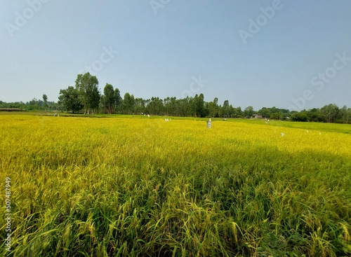 field of wheat