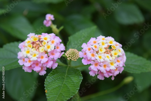 Lantana camara Fabiola Wandelröschen photo