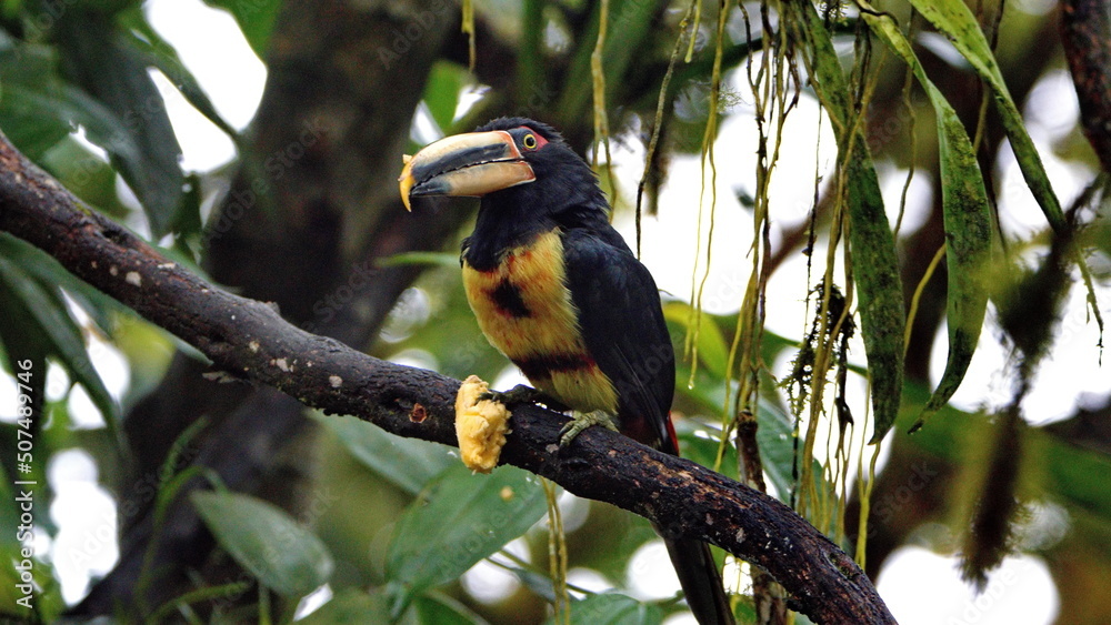 Pale-mandibled aracari (Pteroglossus erythropygius) perched in a tree in Mindo, Ecuador Pale-mandibled aracari (Pteroglossus erythropygius) perched in a tree in Mindo, Ecuador