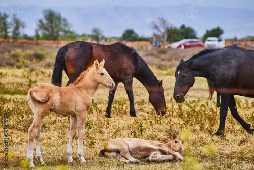 Adorable young horses resting on spring morning