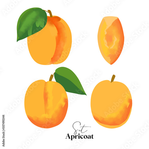 Set of apricot illustration isolated on white background