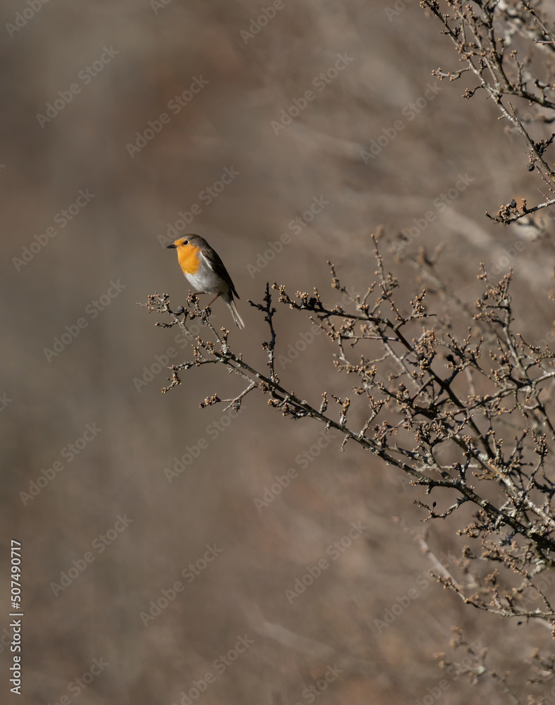 European robin, Eropean rubecula