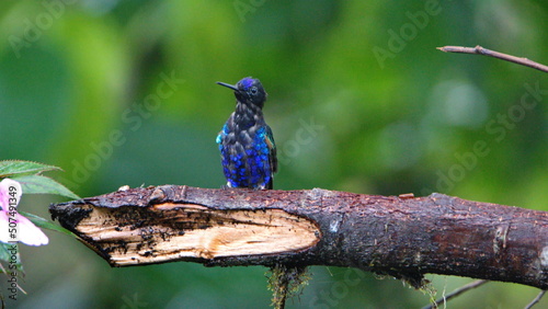 Velvet Purple Coronet (Boissonneaua jardini) hummingbird perched on a branch in Mindo, Ecuador photo