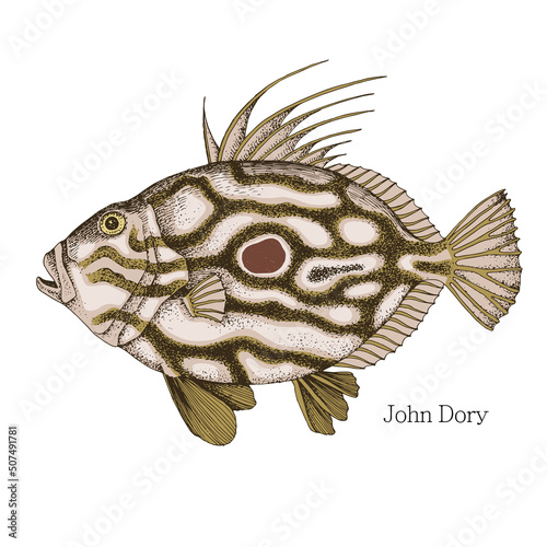 John Dory fish hand drawn realistic illustration