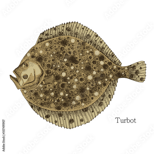 Turbot fish hand drawn realistic illustration