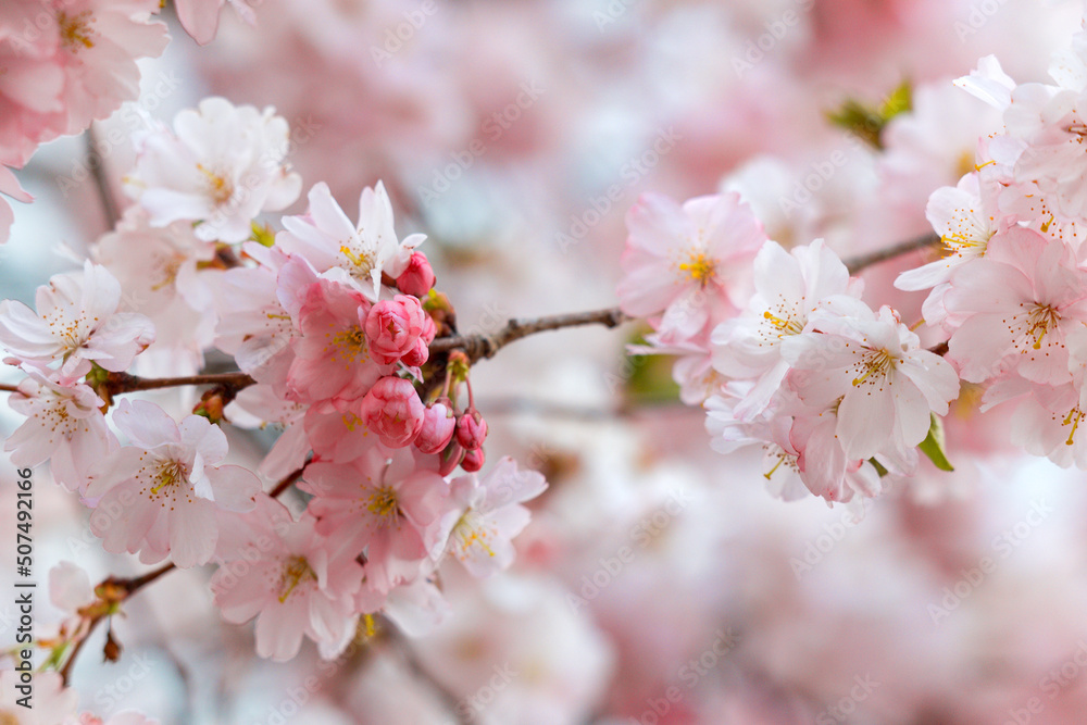 Blooming cherry blossom tree branch, light pink cherry blossom sakura in spring, japanese cherry Blooming cherry blossom tree branch, light pink cherry blossom sakura in spring, japanese cherry