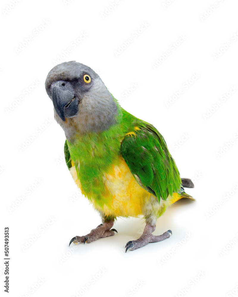 Poicephalus senegalus. Senegal Parrot on white background.