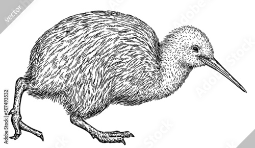 black and white engrave isolated Kiwi bird vector illustration