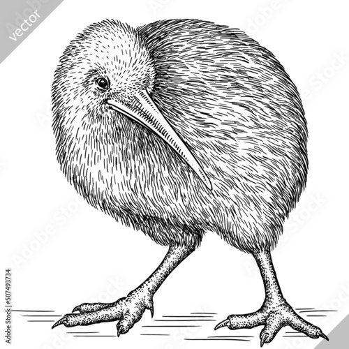black and white engrave isolated Kiwi bird vector illustration
